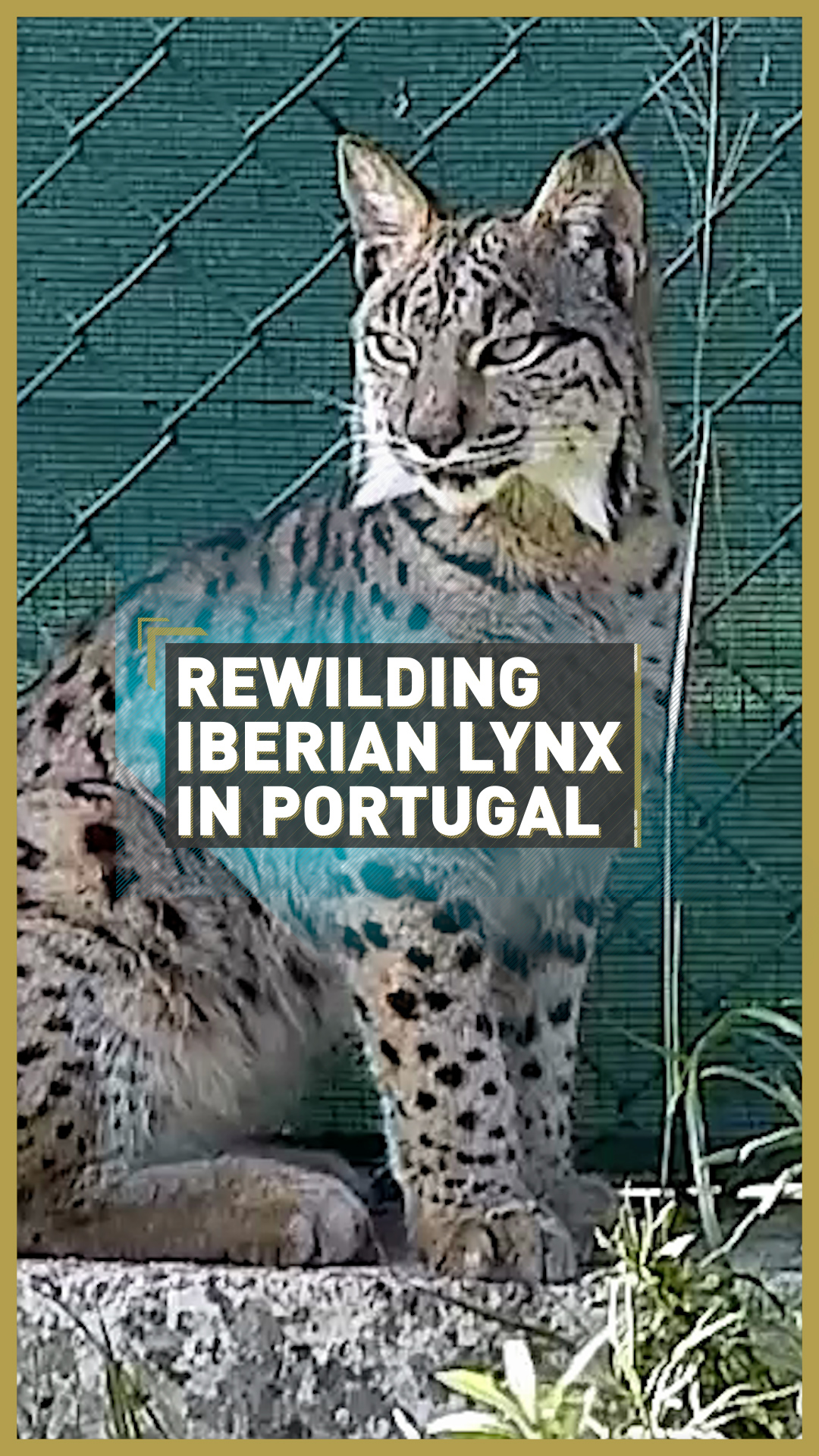 Rewilding the Iberian lynx in Portugal - CGTN