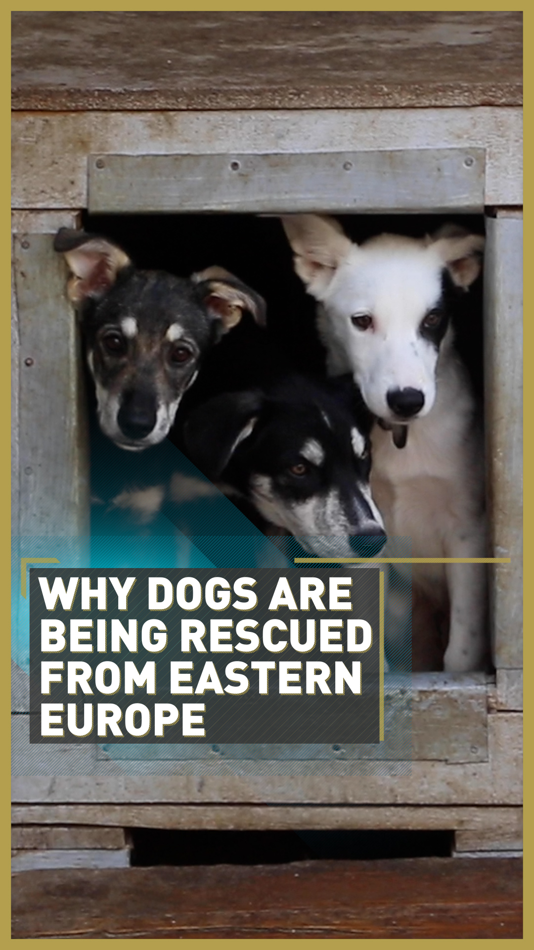 Tackling Eastern Europe's stray dogs crisis - CGTN
