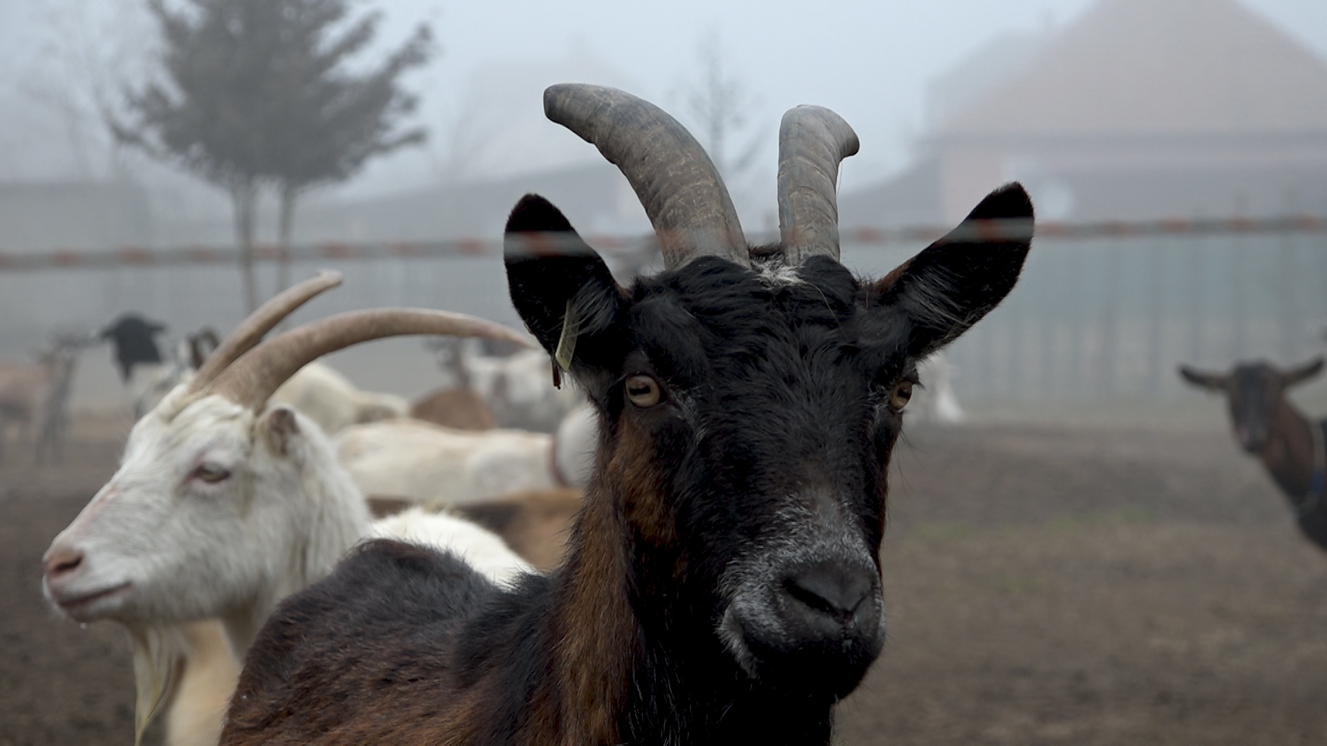 Hungarian goat farm offers work lifeline for marginalized communities