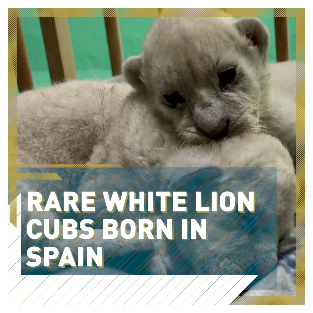 rare white lion