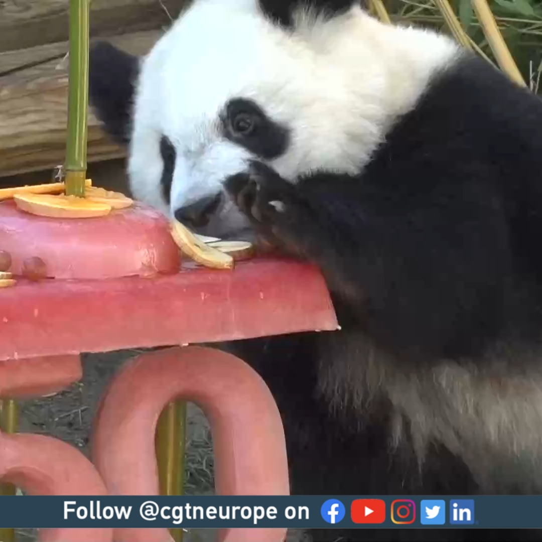 Conoce a los gemelos panda gigante chino que están haciendo un progreso increíble en España