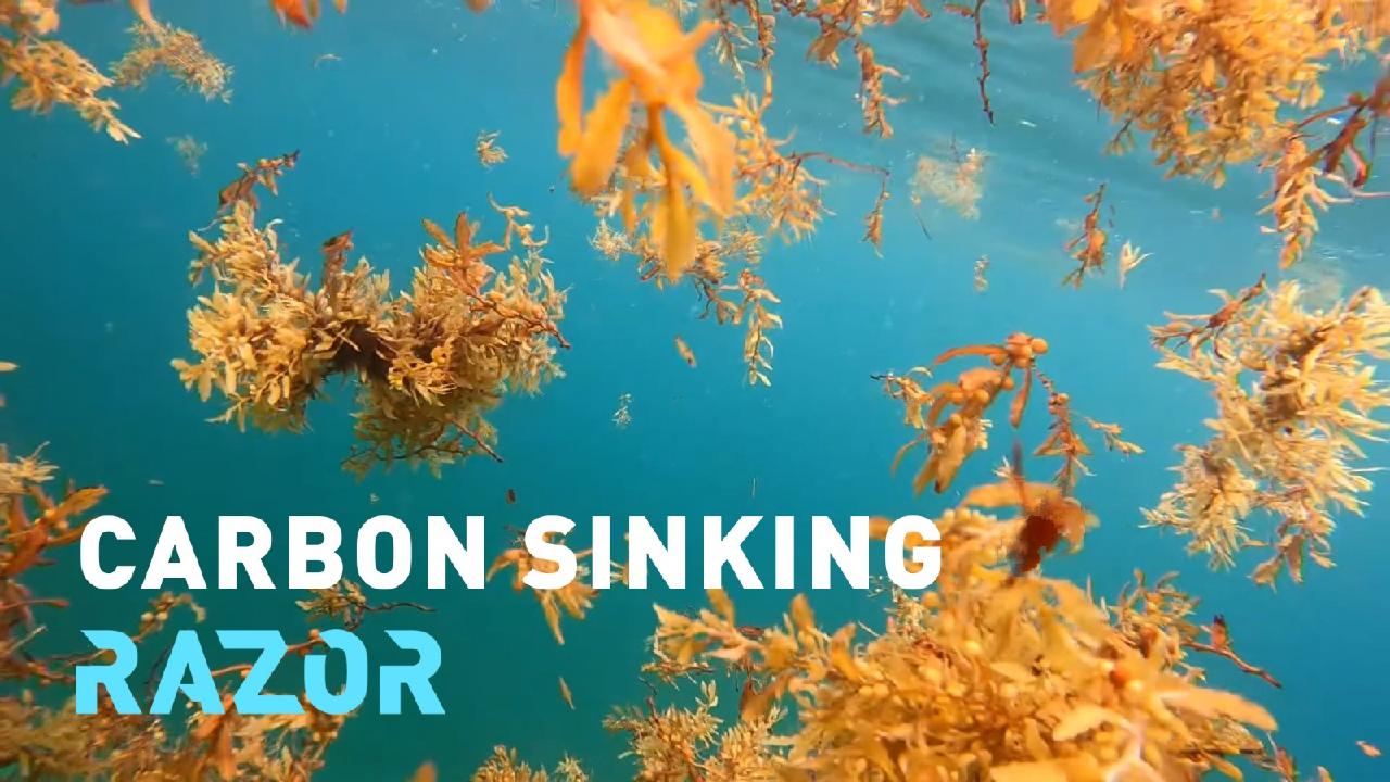 RAZOR: Could seaweed help solve the climate crisis? - CGTN