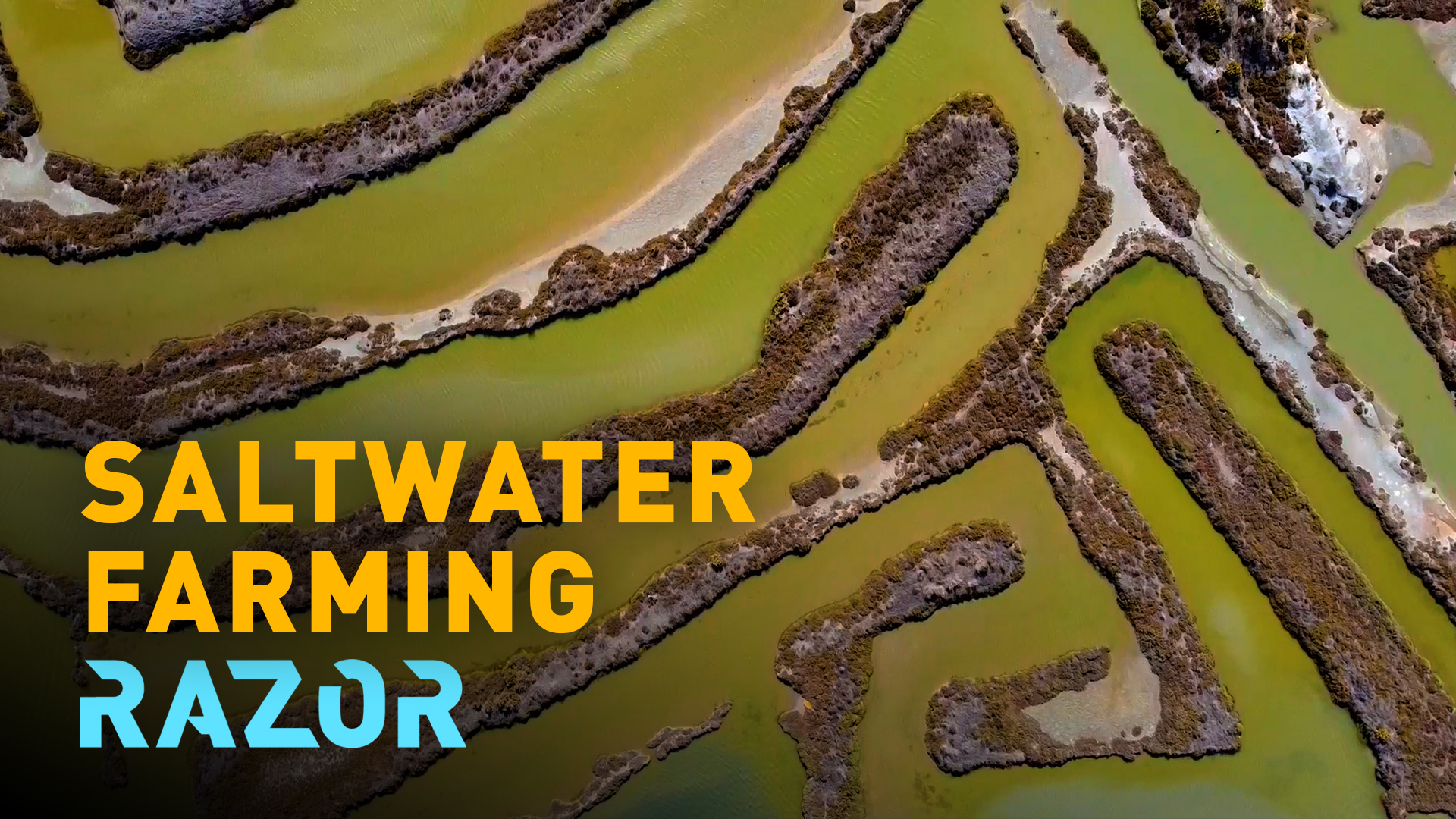 RAZOR: How restoring salt marshes can combat climate change