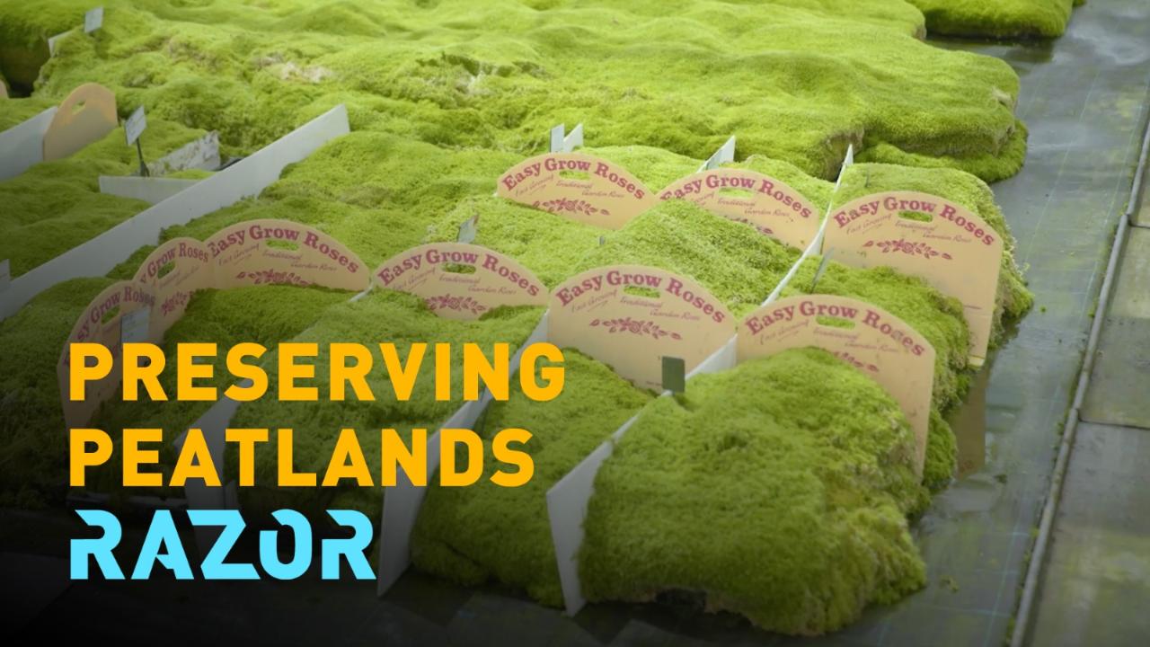 RAZOR: The race to save the peatlands - CGTN